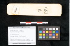 Foto (Objekt + Etikett) von Cyperites hoettingensis Palla (NHMW-GEO-2024-0188-11601)